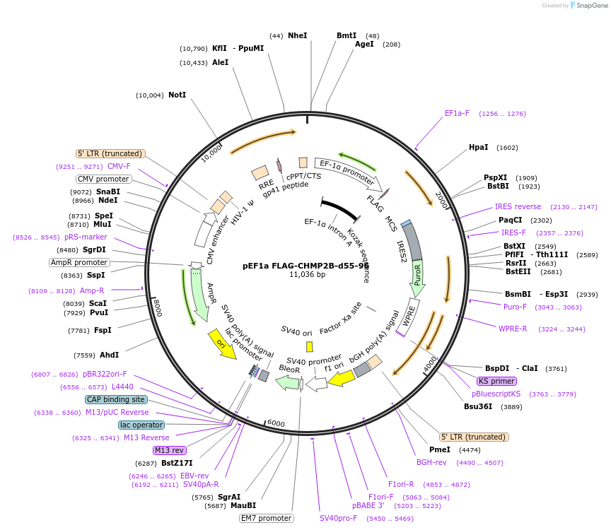232013-plasmid-map-sequence-id-464206