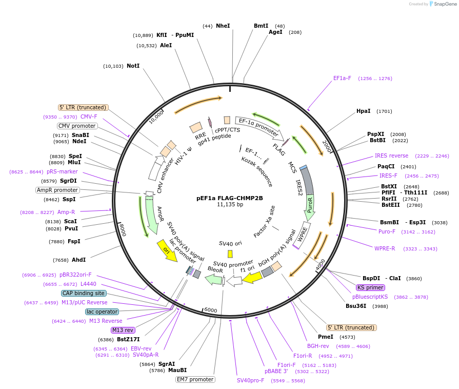 232012-plasmid-map-sequence-id-464207