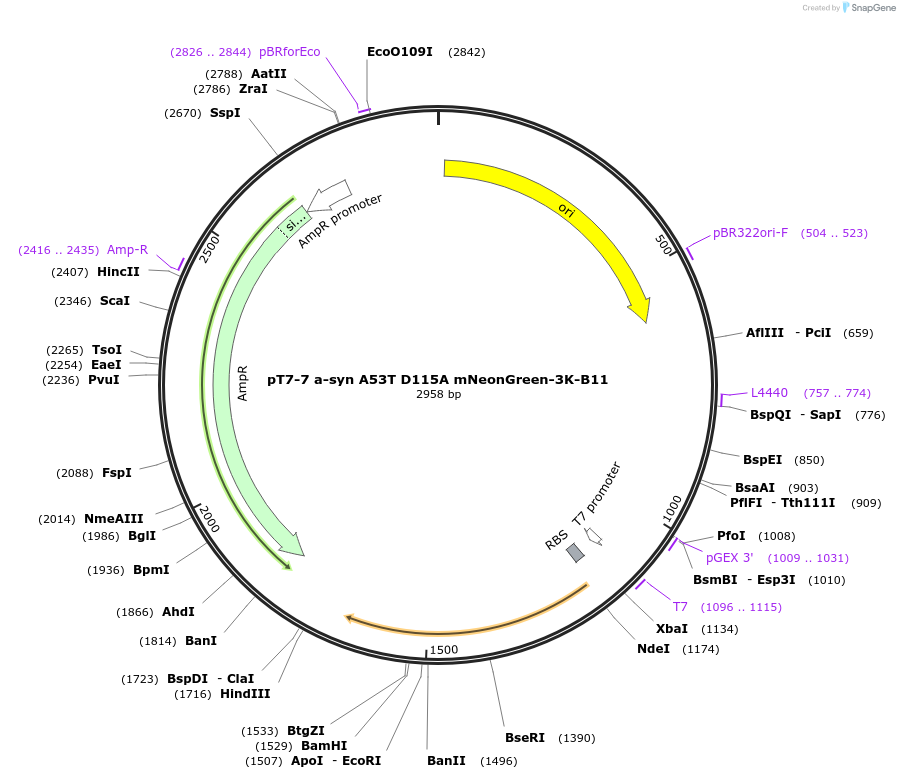 232017-plasmid-map-sequence-id-464210