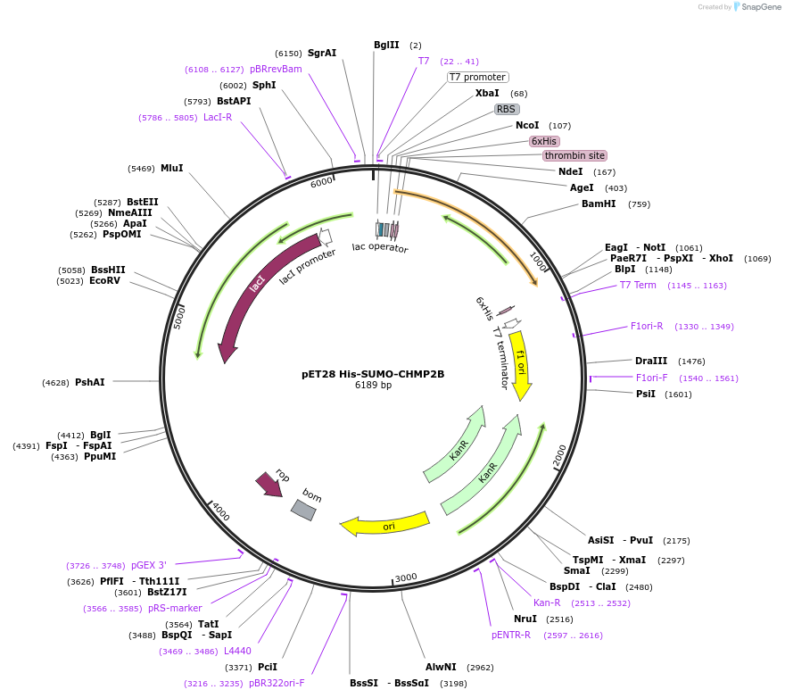 232018-plasmid-map-sequence-id-464211