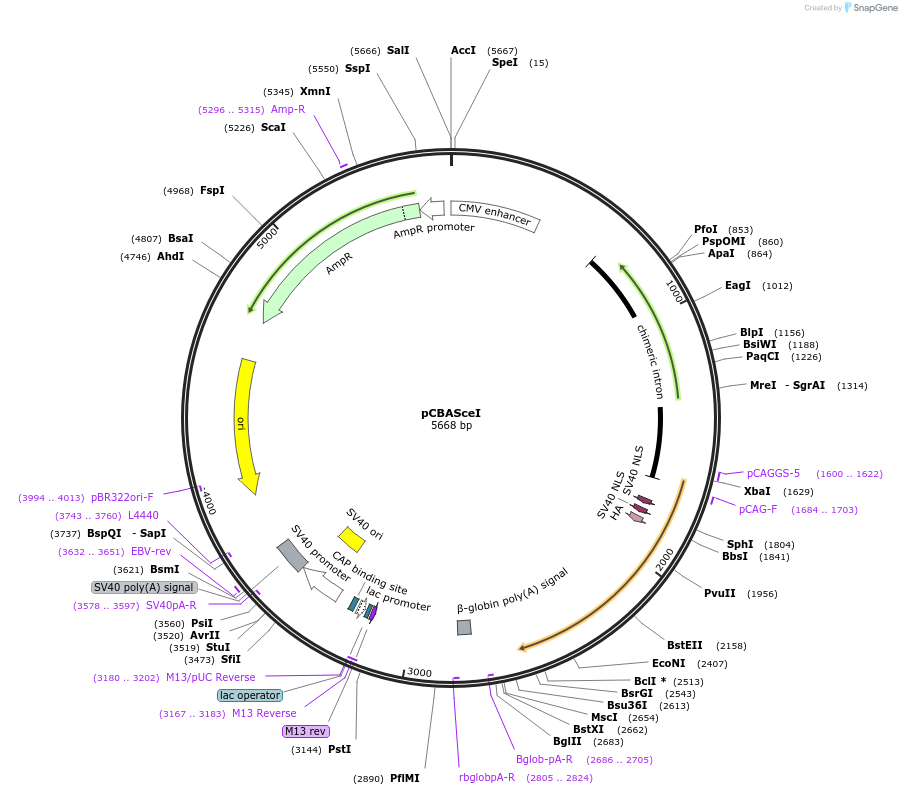 26477-plasmid-map-sequence-id-464220