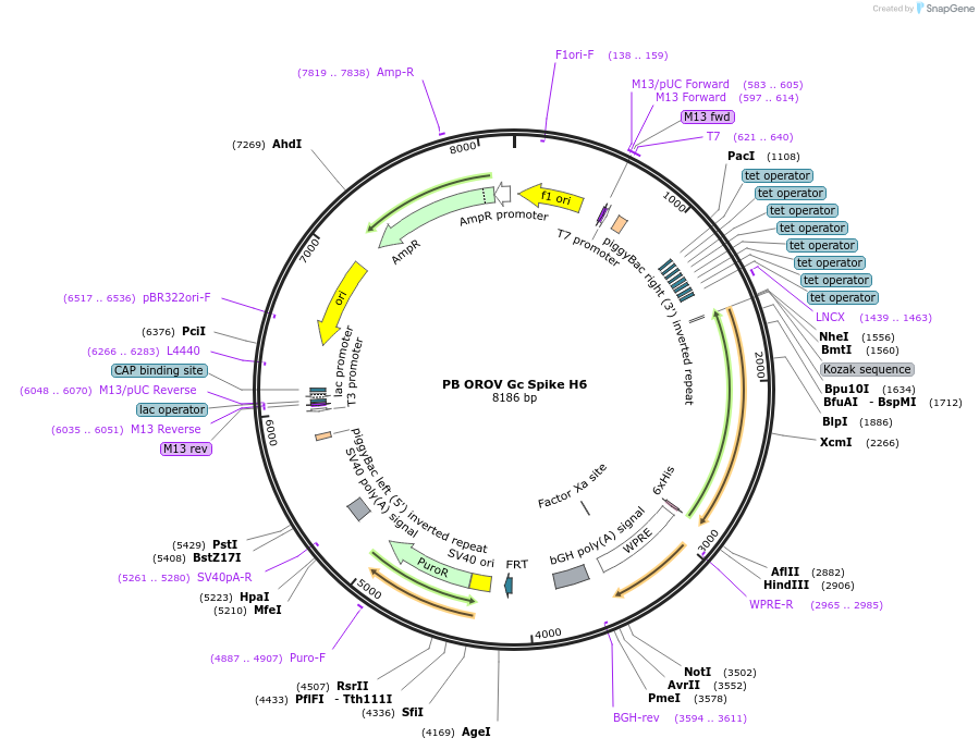 229662-plasmid-map-sequence-id-464223