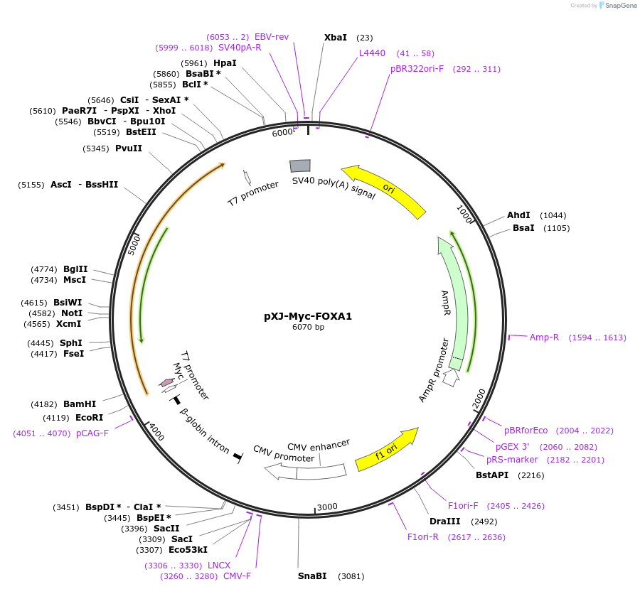 232645-plasmid-map-sequence-id-464228