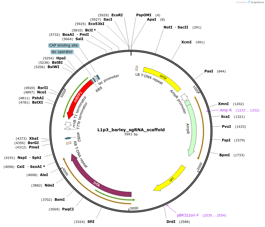 231030-plasmid-map-sequence-id-464278