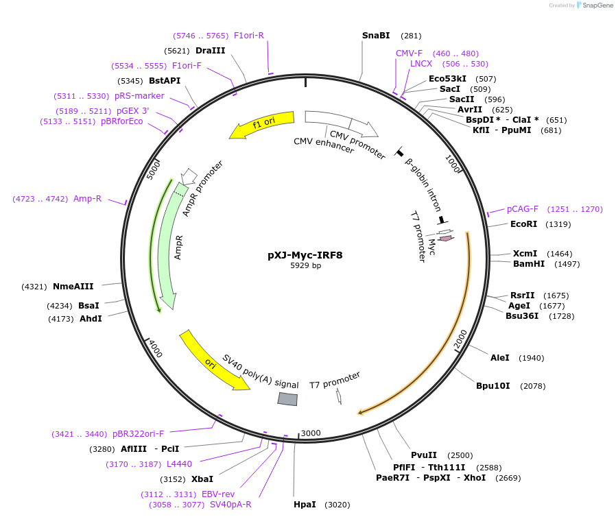 232668-plasmid-map-sequence-id-464286