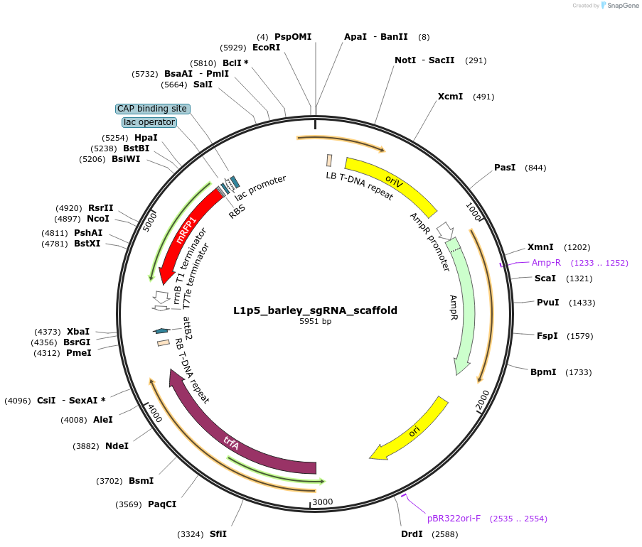 231032-plasmid-map-sequence-id-464292