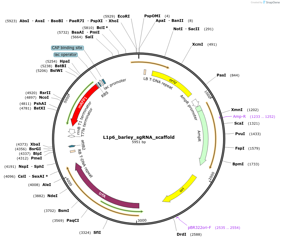 231033-plasmid-map-sequence-id-464294