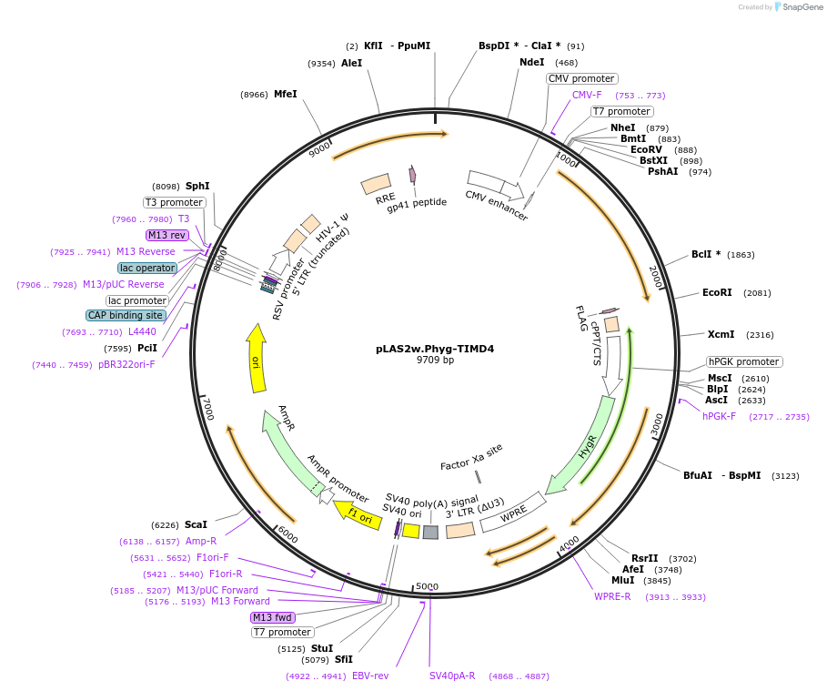 232670-plasmid-map-sequence-id-464303