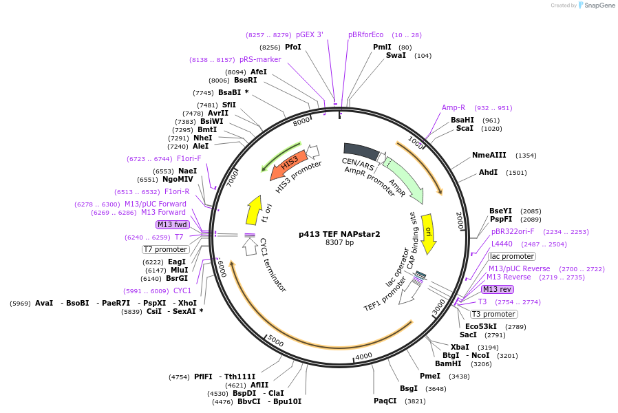 232739-plasmid-map-sequence-id-464308