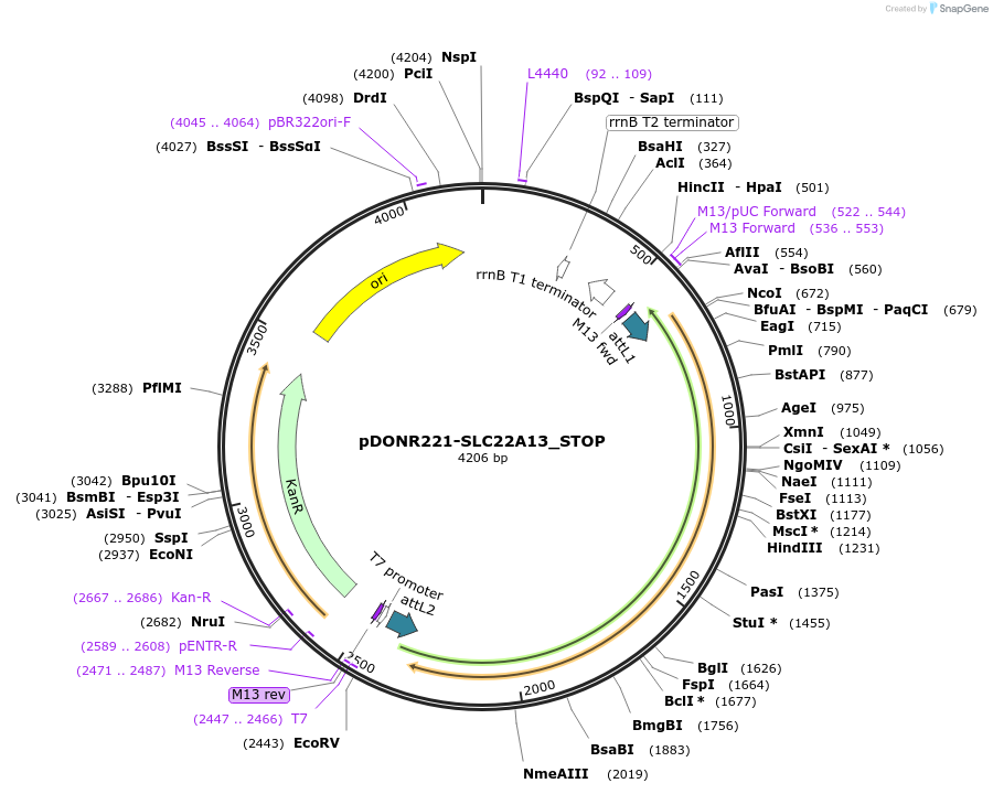 161153-plasmid-map-sequence-id-464334