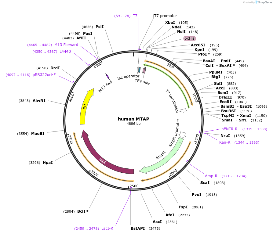 64077-plasmid-map-sequence-id-464335