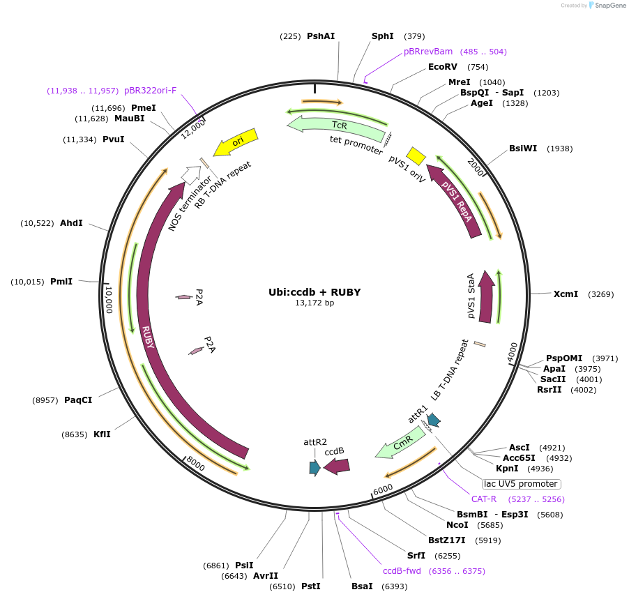 233306-plasmid-map-sequence-id-464366