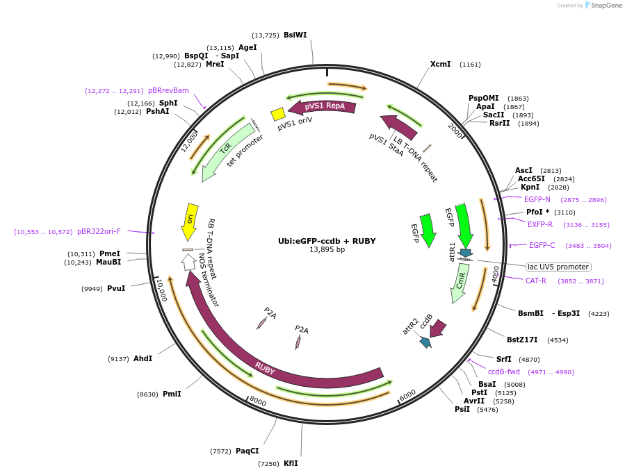 233309-plasmid-map-sequence-id-464380