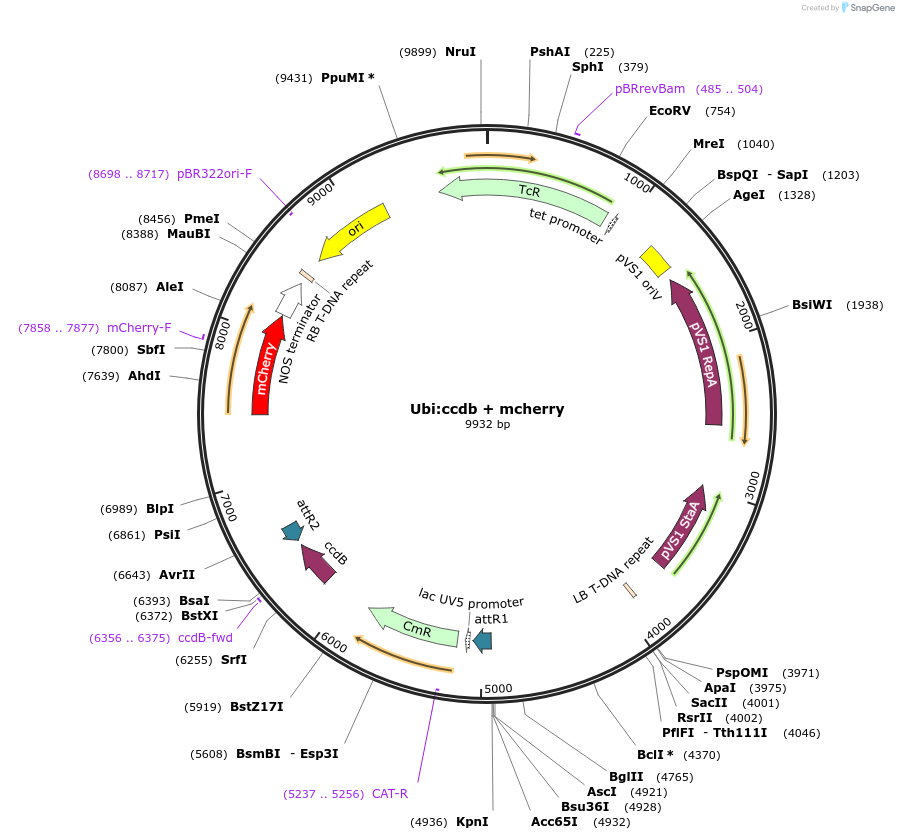 233303-plasmid-map-sequence-id-464386