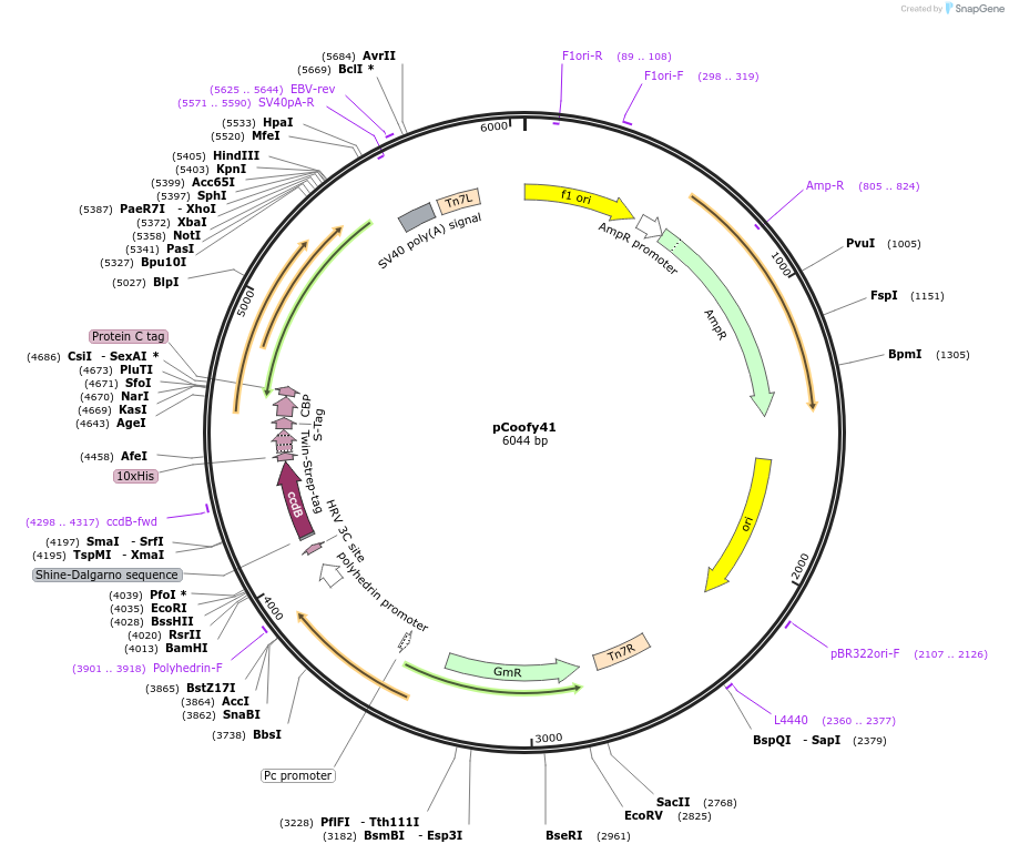 55184-plasmid-map-sequence-id-464534