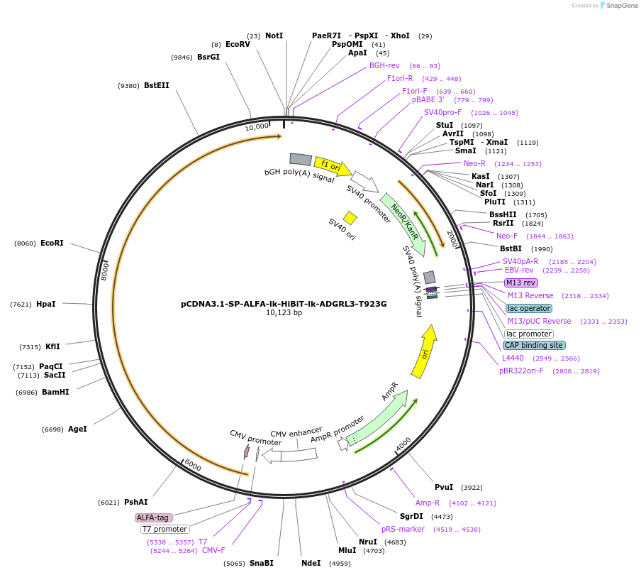 233063-plasmid-map-sequence-id-464572