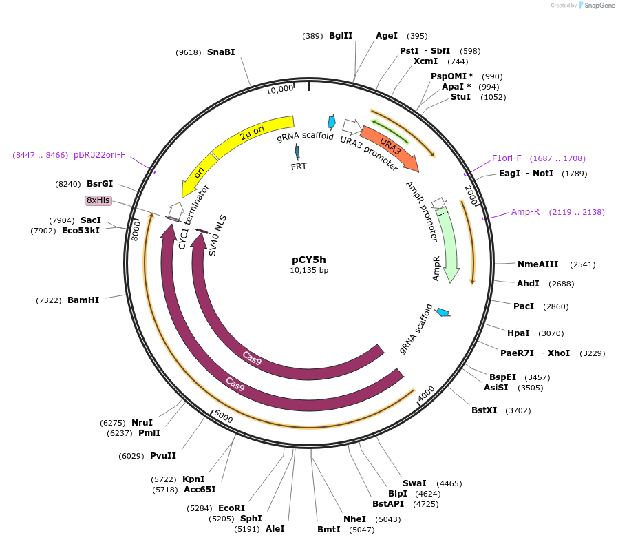 160295-plasmid-map-sequence-id-464605