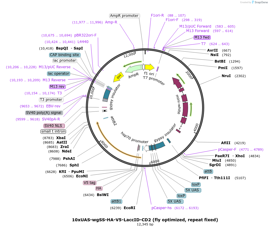 234050-plasmid-map-sequence-id-464622