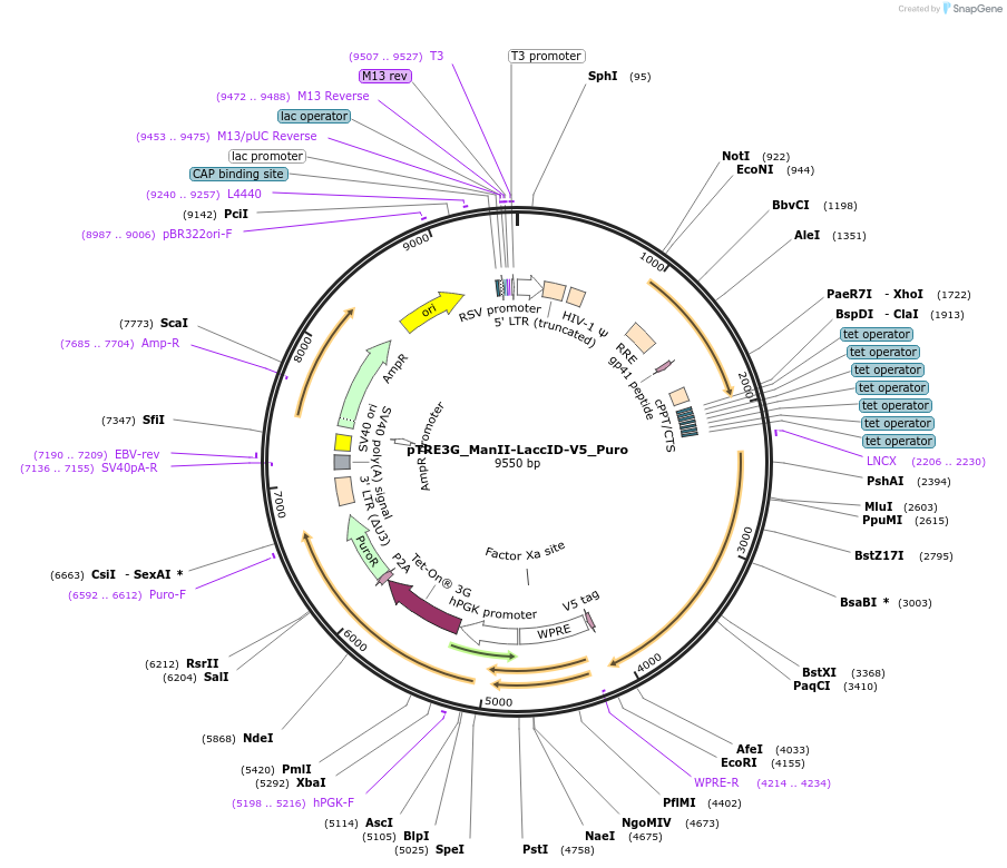 234051-plasmid-map-sequence-id-464629