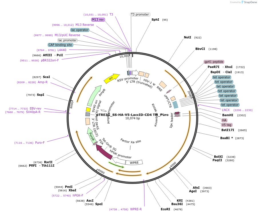 234047-plasmid-map-sequence-id-464630