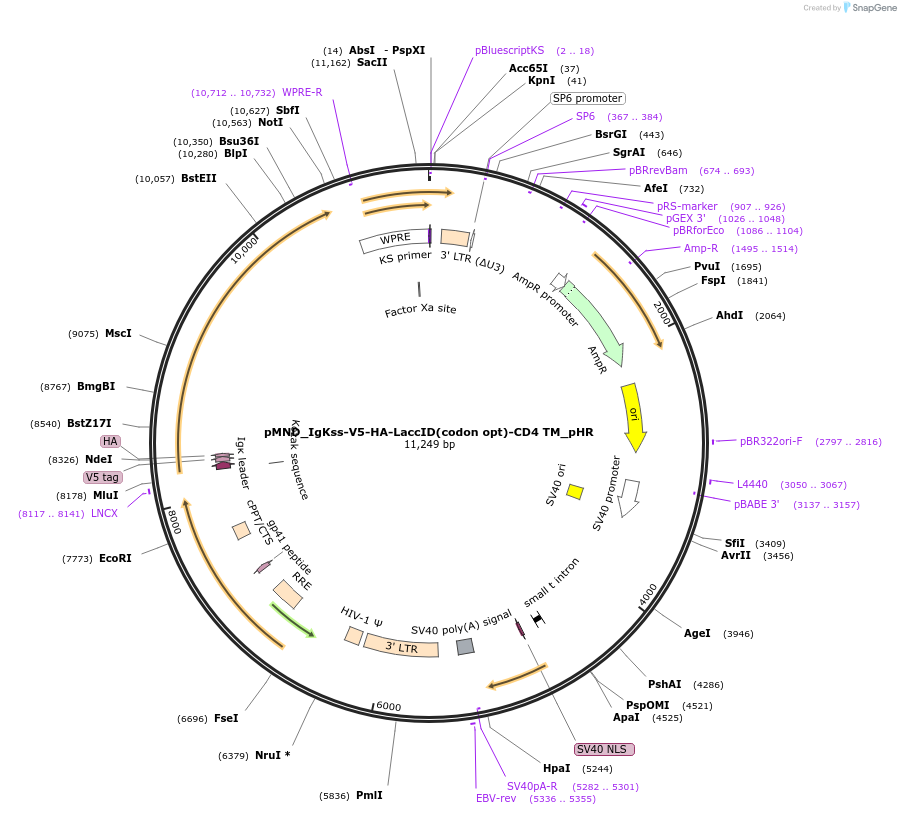 234048-plasmid-map-sequence-id-464631
