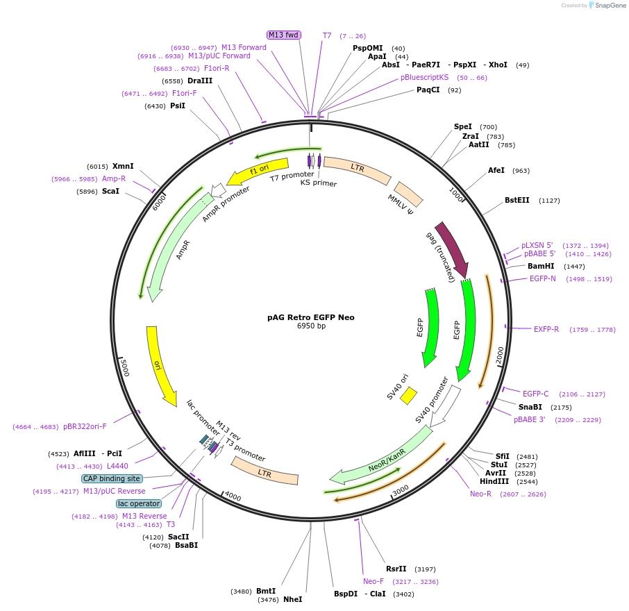 234464-plasmid-map-sequence-id-464634