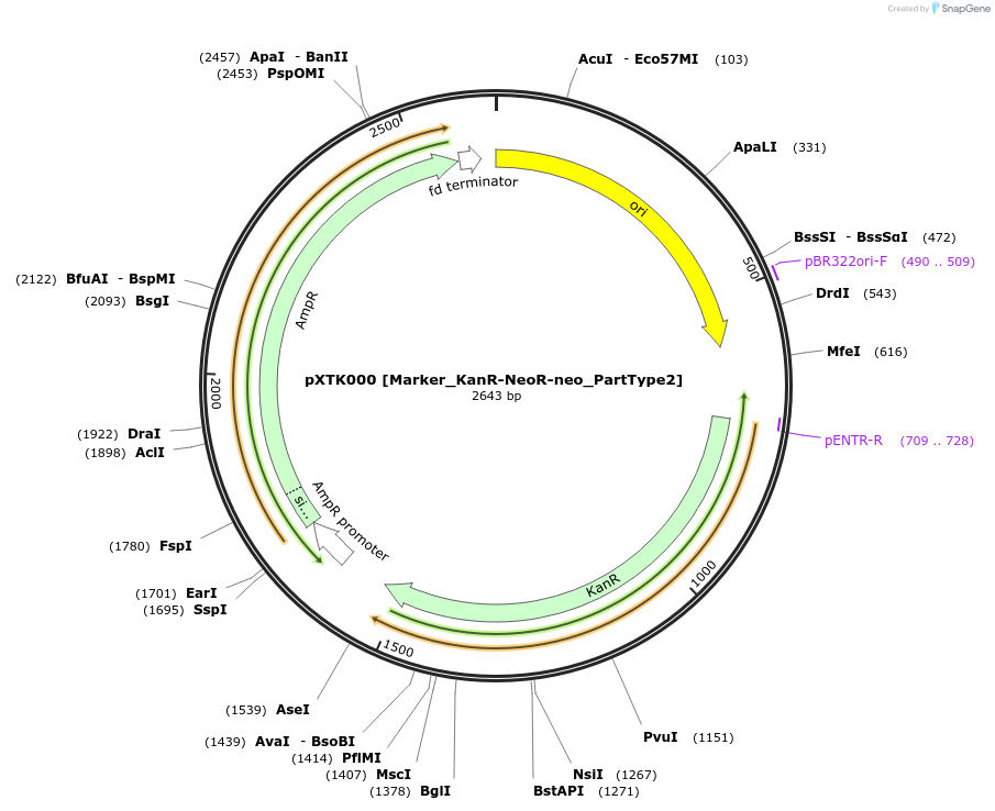 229237-plasmid-map-sequence-id-464640