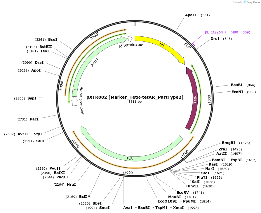 229239-plasmid-map-sequence-id-464642