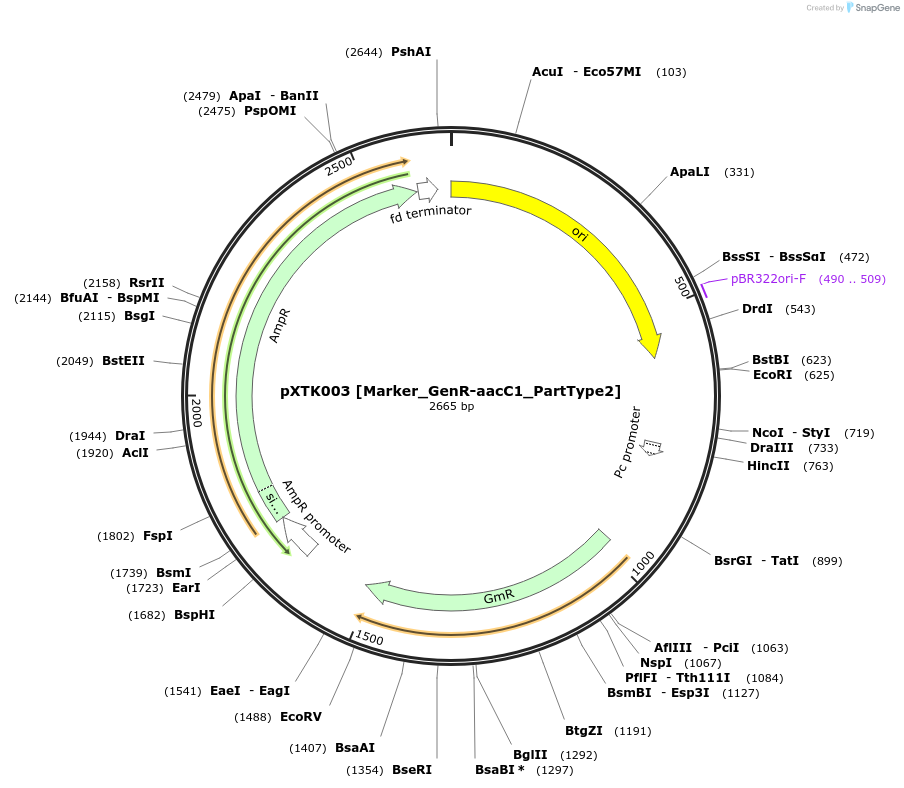 229240-plasmid-map-sequence-id-464643