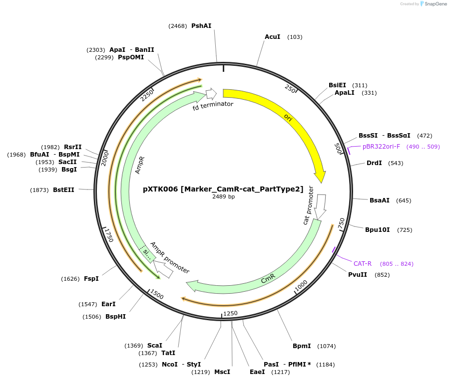 229243-plasmid-map-sequence-id-464644