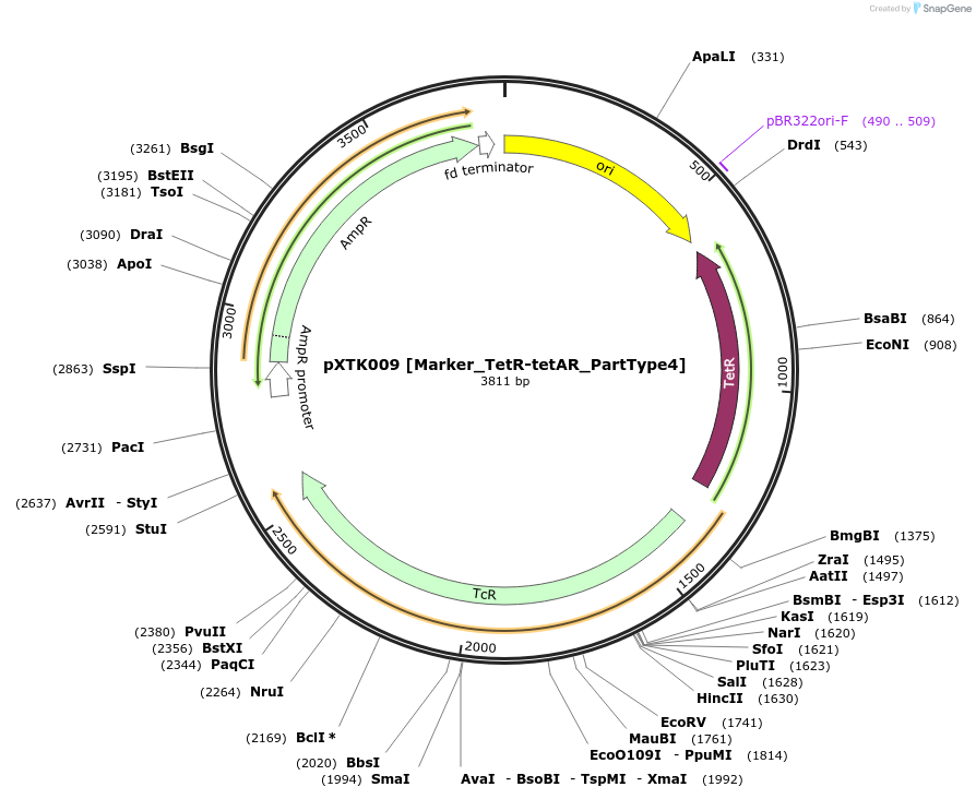 229246-plasmid-map-sequence-id-464647
