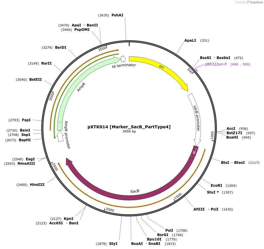 229251-plasmid-map-sequence-id-464650