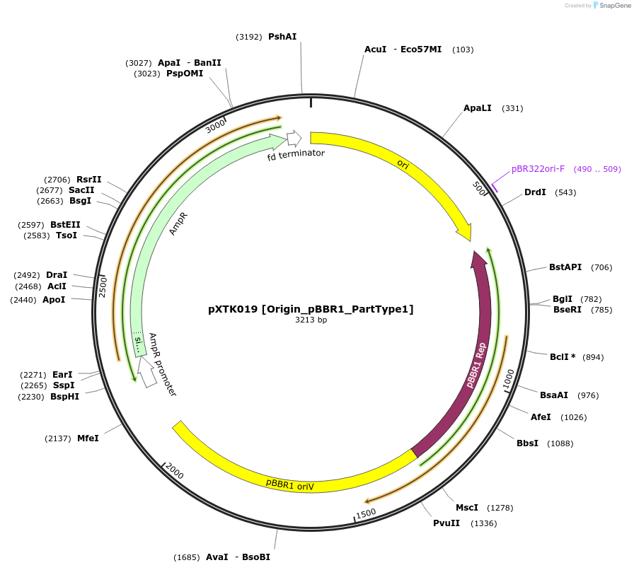 229256-plasmid-map-sequence-id-464653