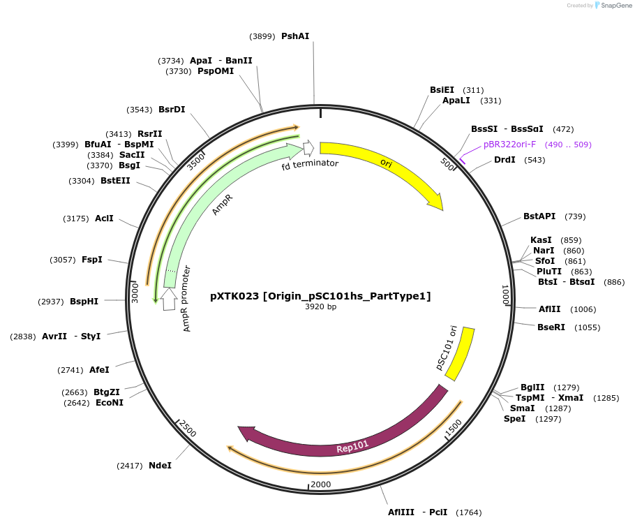 229260-plasmid-map-sequence-id-464655
