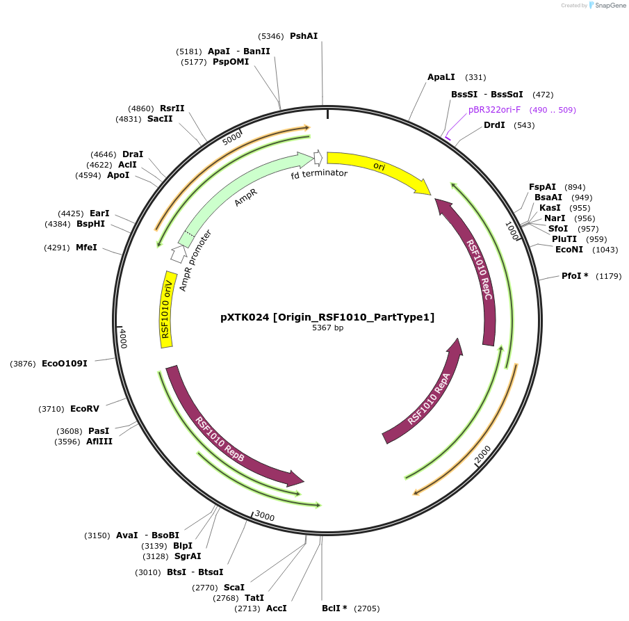 229261-plasmid-map-sequence-id-464656