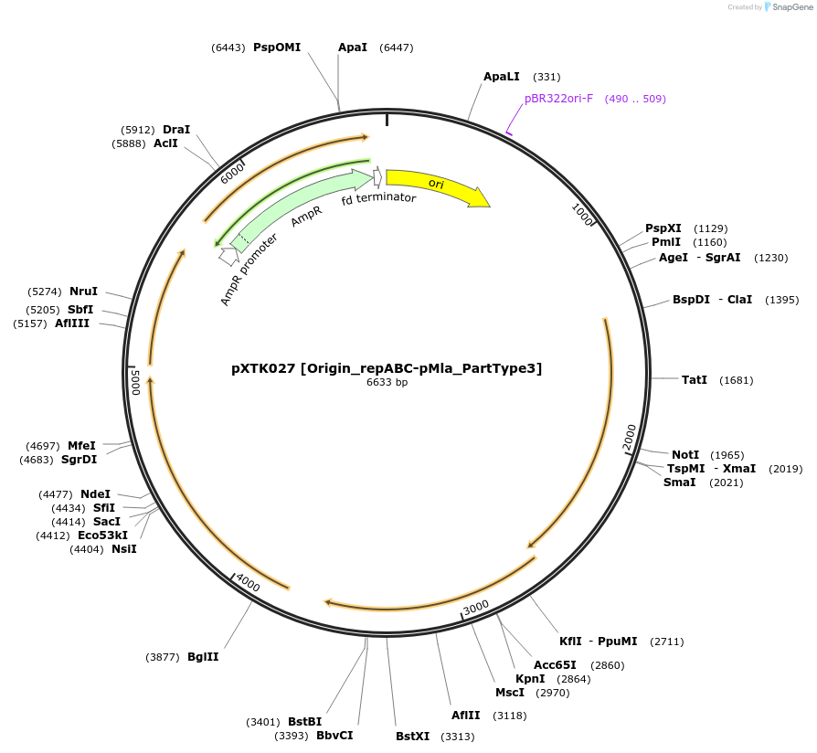 229264-plasmid-map-sequence-id-464659