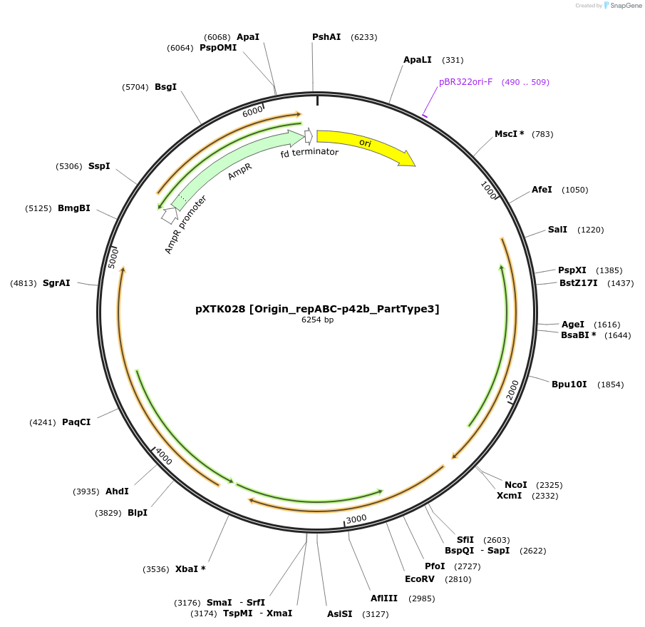 229265-plasmid-map-sequence-id-464660