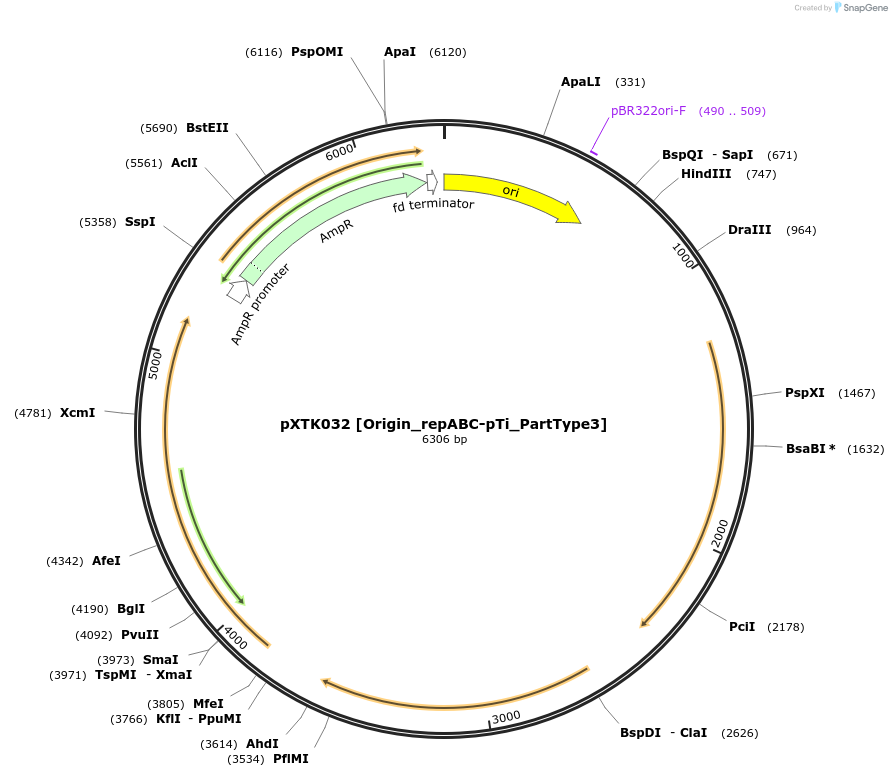 229269-plasmid-map-sequence-id-464663
