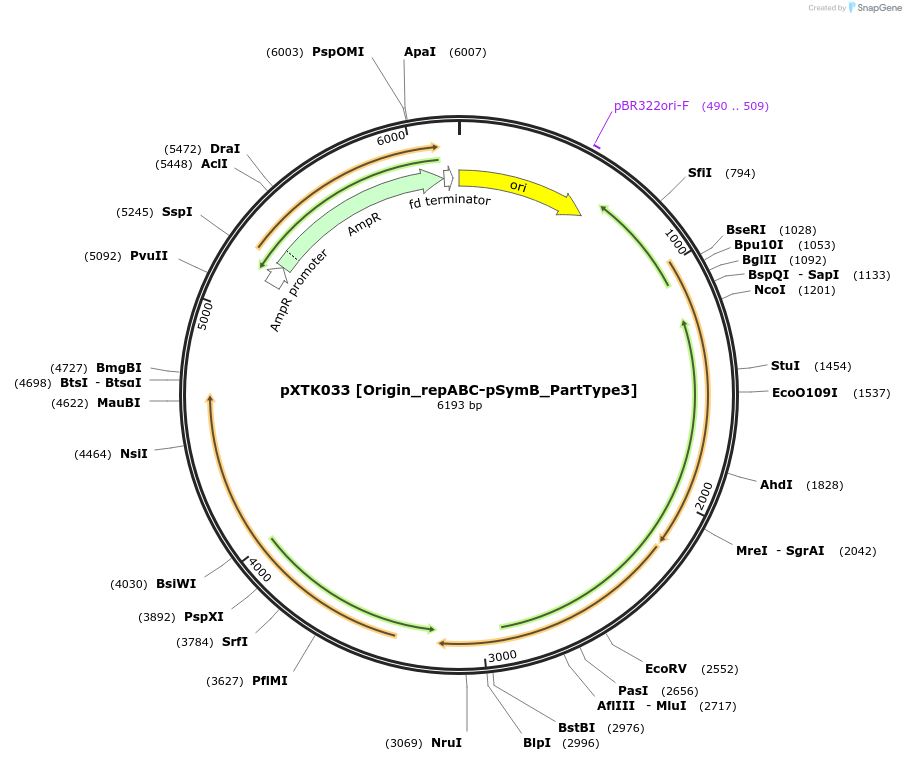 229270-plasmid-map-sequence-id-464664