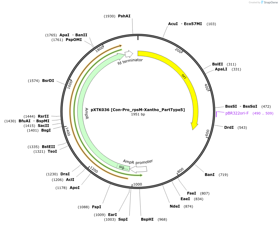 229273-plasmid-map-sequence-id-464667