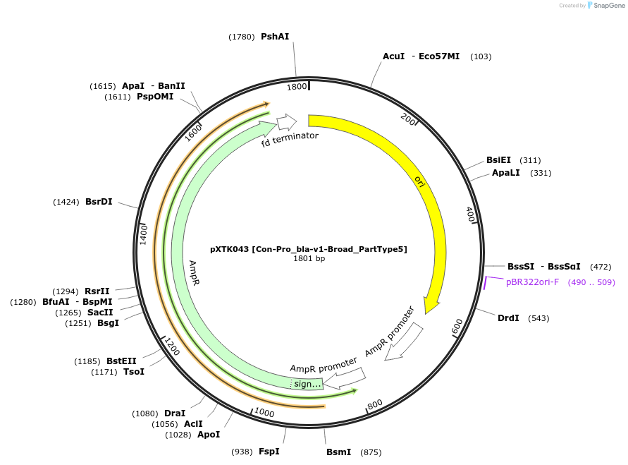 229280-plasmid-map-sequence-id-464673