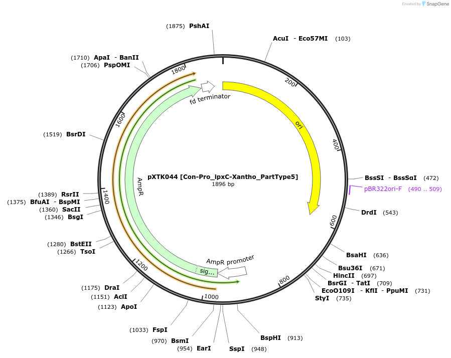 229281-plasmid-map-sequence-id-464674