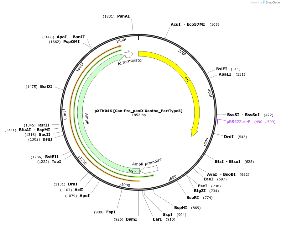 229283-plasmid-map-sequence-id-464675