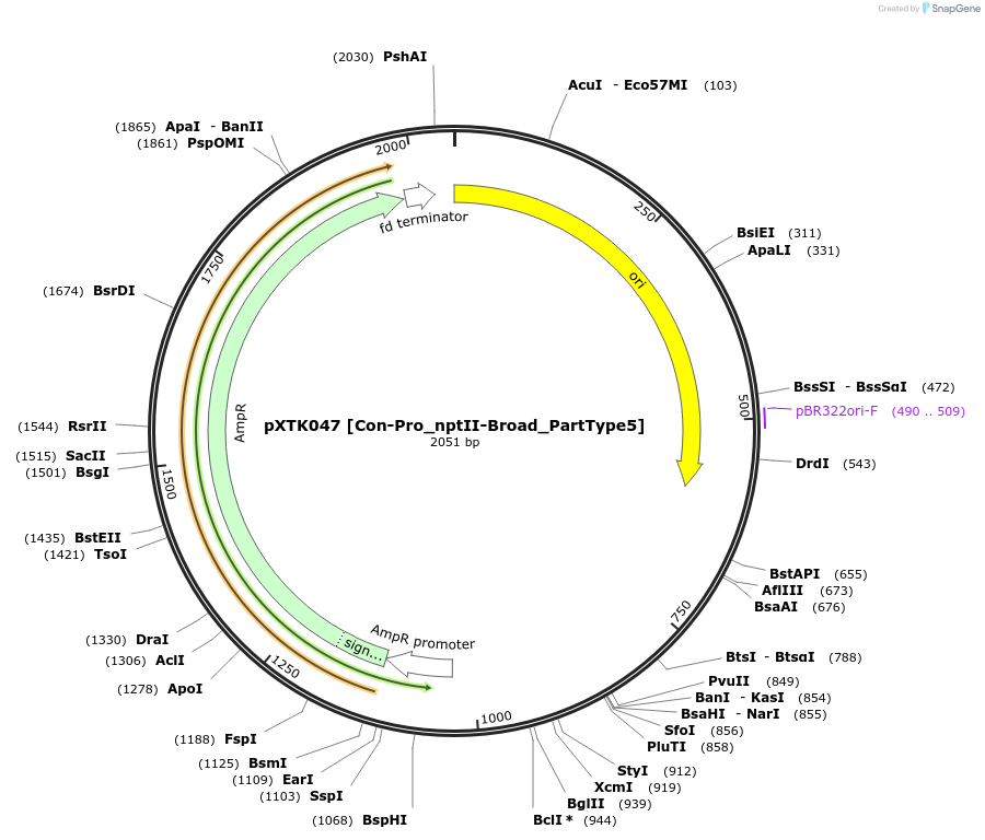 229284-plasmid-map-sequence-id-464676