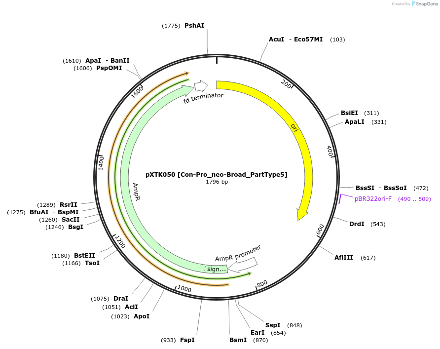 229287-plasmid-map-sequence-id-464678