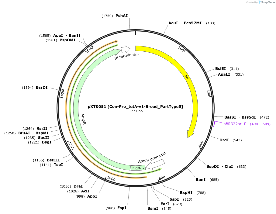 229288-plasmid-map-sequence-id-464679