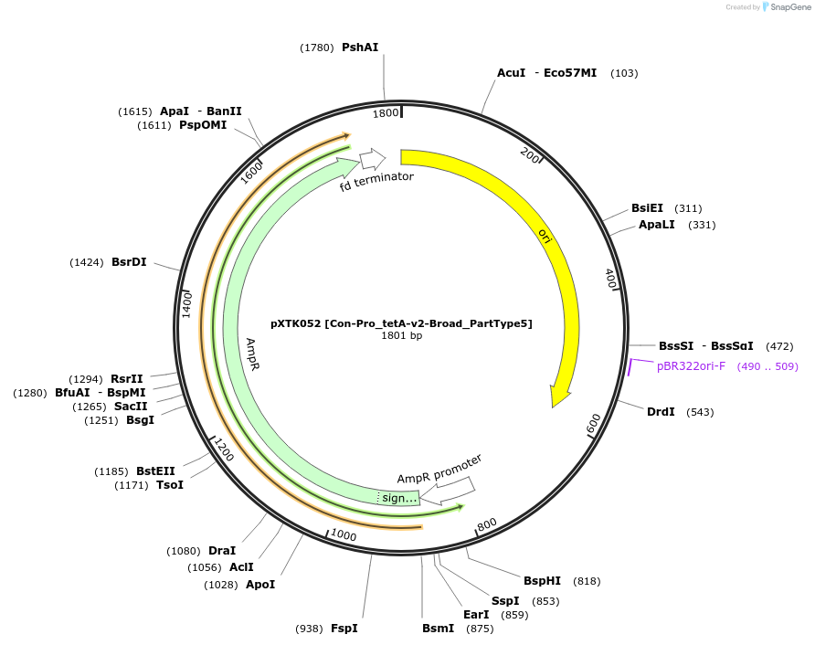 229289-plasmid-map-sequence-id-464680