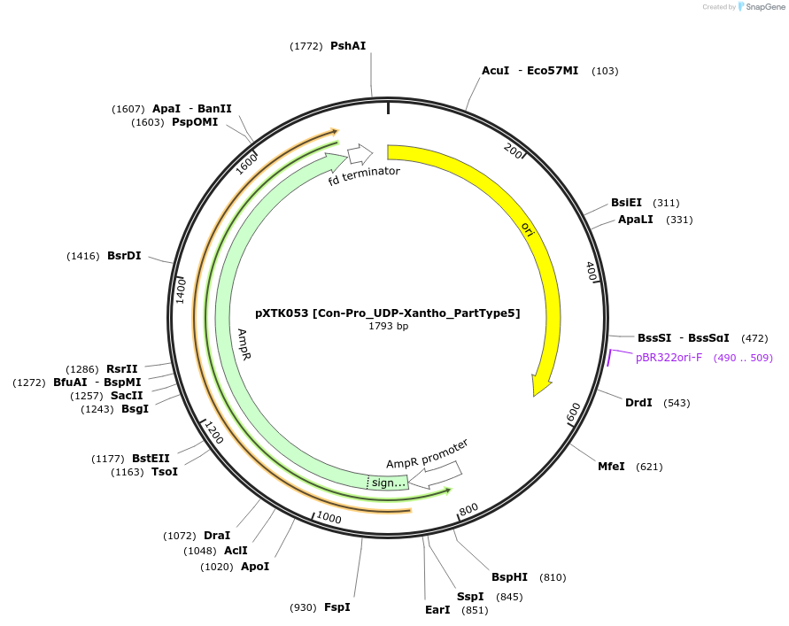 229290-plasmid-map-sequence-id-464681