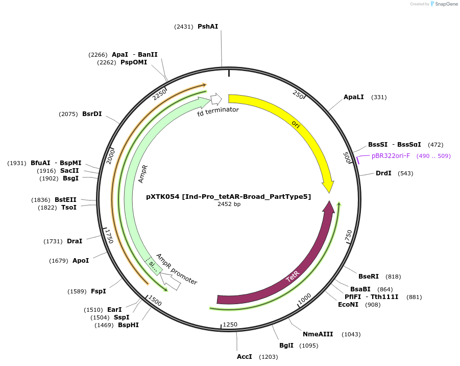 229291-plasmid-map-sequence-id-464682