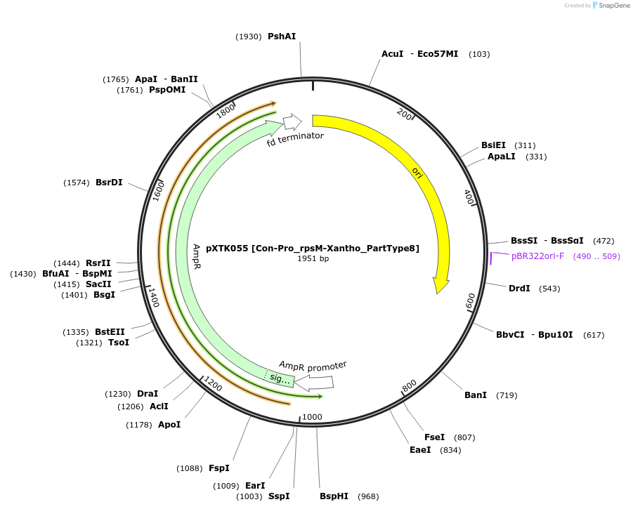 229292-plasmid-map-sequence-id-464683